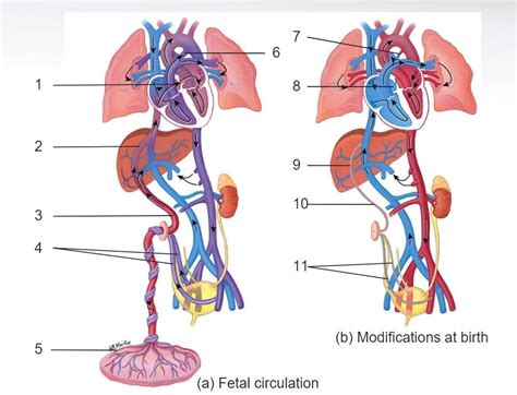 臍靜脈 充氧血|胎兒血液循環(Fetal circulation)